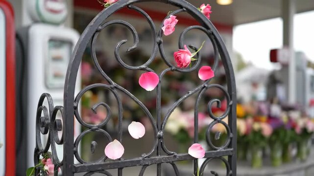 Pink rose and petals on decorative iron gate, soft focus background