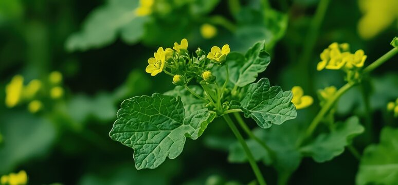 Close-up of a wild mustard plant with small yellow flowers and green leaves in soft focus.