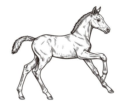 Running foal sketch, detailed line art