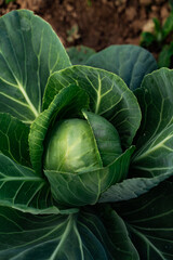Obraz premium Close-up of fresh green cabbage with dew drops growing in vegetable garden.