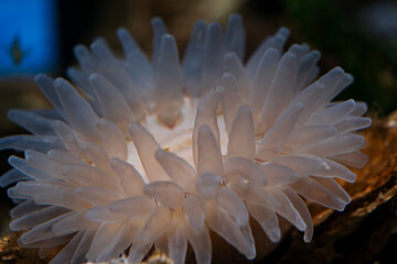 Translucent White Sea Anemone Macro Close-up. Detailed shot of the marine organism's delicate tentacles and structure against a dark, rocky underwater background.