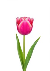 Fototapeta premium A vibrant single pink tulip flower with a delicate green stem is centered against a pure white background, offering a clean, fresh, and isolated floral study ,background ,beautiful ,magenta