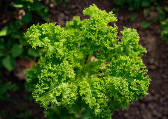 Curly kale plant growing in garden soil, vibrant green leaves in sunlight.
