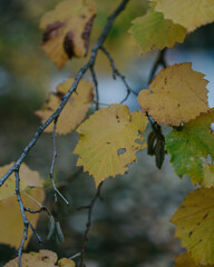 autumn leaves in the water