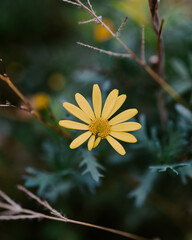 yellow flower on a green background