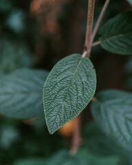 green leaf in the rain