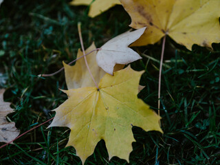 autumn leaves on the ground