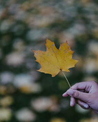 autumn leaves in hand