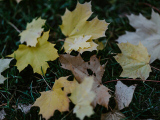 autumn leaves background