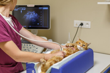 Échographie d’un chat roux dans une clinique vétérinaire, soins et diagnostic animalier