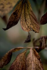 Autumn impression, leafs, art fine photography