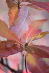 Autumn impression, leafs, art fine photography