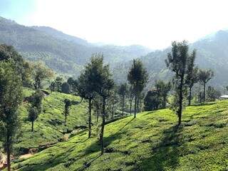 Lush Green Mountain Plantation Landscape