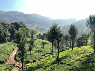 Lush Green Mountain Plantation Landscape
