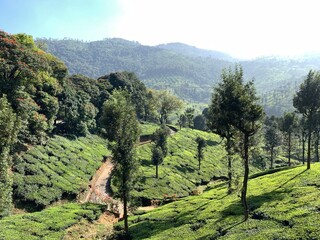 Lush Green Mountain Plantation Landscape