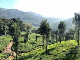 Lush Green Mountain Plantation Landscape