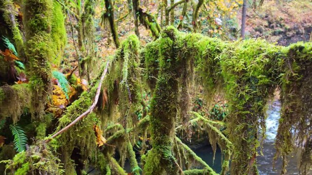 A stunning, immersive view of the forest floor and canopy at Silver Falls State Park, showcasing a dense woodland filled with the vibrant, fiery colors of maple and deciduous leaves