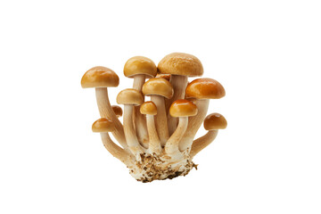 Fresh, organic cluster of edible mushrooms showcasing rich earthy tones and natural growth patterns, perfect for culinary or health themes.