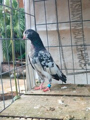 Super Standing Quality Teddy 128 Pigeon Photography 