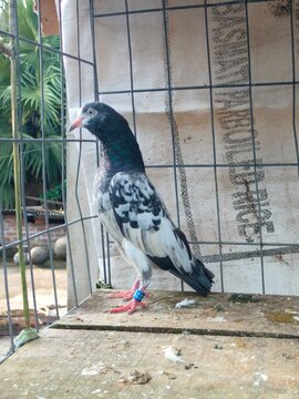 Super Standing Quality Teddy 128 Pigeon Photography 
