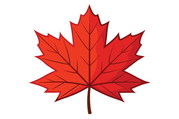maple leaf on white background