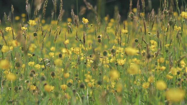 Low Angle Medium Close-Up of Yellow Buttercup Wildflowers and Tall Grass Dancing in a Breeze, Shallow Focus Wild Meadow in Sunshine, Vibrant Spring and Summer Nature Scene with Gentle Motion