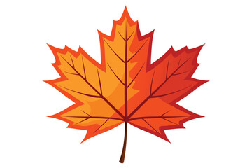 maple leaf on white background