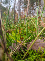 Forest floor close-up with green moss and clubmoss sprouts