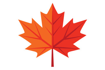 maple leaf on white background
