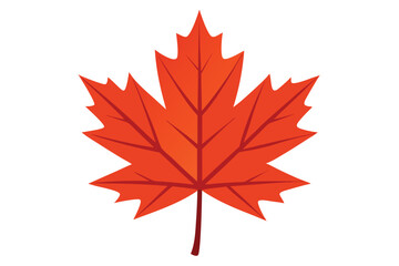 maple leaf on white background