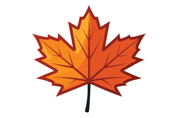maple leaf on white background