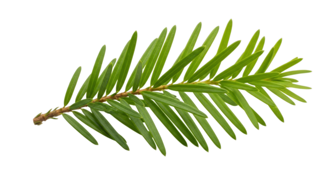 Isolated evergreen branch foliage fresh botanical detail on transparent background