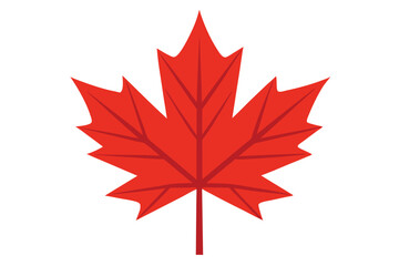 maple leaf on white background