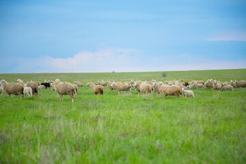 The sheep grazing and walking on green grass .