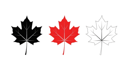 Three maple leaves vector graphic illustration design on transparent background
