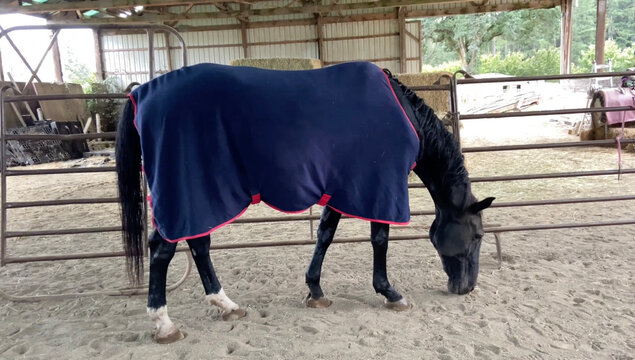 Black warmblood mare wearing cooler sheet in arena