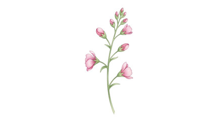 Watercolor floral illustration of pink flowers on a stem on transparent background