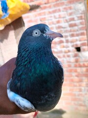 Super Standing Quality Teddy 128 Pigeon Photography 