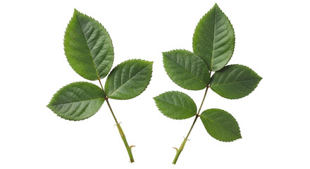 Fototapeta premium Isolated fresh foliage plant leaves botanical nature flora on transparent background