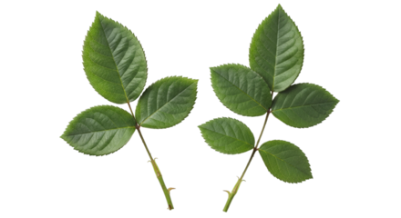 Isolated fresh foliage plant leaves botanical nature flora on transparent background