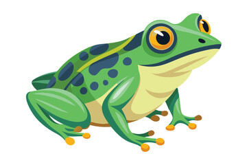 frog on white background
