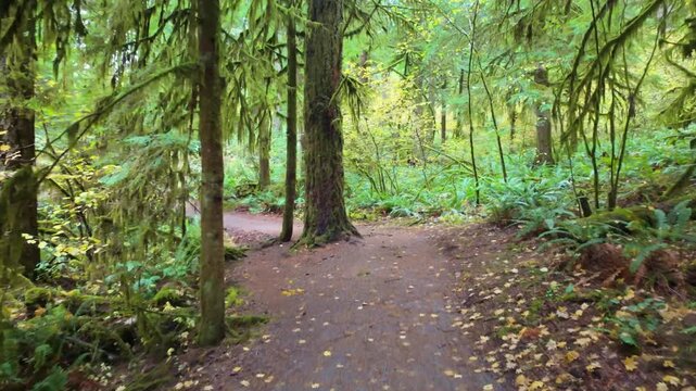 A picturesque scene of a path winding through a vibrant forest, where the canopy and undergrowth are a rich mix of lush green and bright yellow autumn foliage at Silver Falls State Park