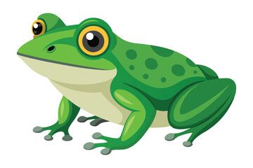 frog on white background