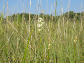 Triantha glutinosa (False Asphodel or Sticky Tofieldia) Blooming in a Wet Prairie Habitat