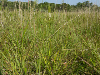 Triantha glutinosa (False Asphodel or Sticky Tofieldia) Blooming in a Wet Prairie Habitat