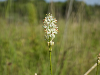 Triantha glutinosa (False Asphodel or Sticky Tofieldia) Blooming in a Wet Prairie Habitat