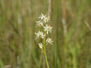 Triantha glutinosa (False Asphodel or Sticky Tofieldia) Blooming in a Wet Prairie Habitat