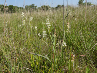 Triantha glutinosa (False Asphodel or Sticky Tofieldia) Blooming in a Wet Prairie Habitat