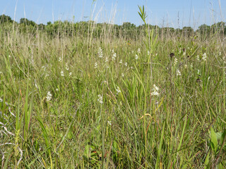 Triantha glutinosa (False Asphodel or Sticky Tofieldia) Blooming in a Wet Prairie Habitat