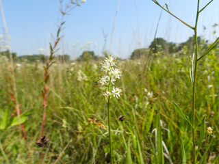 Triantha glutinosa (False Asphodel or Sticky Tofieldia) Blooming in a Wet Prairie Habitat
